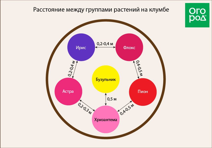 Клумба с пионами — сочетание растений в цветнике